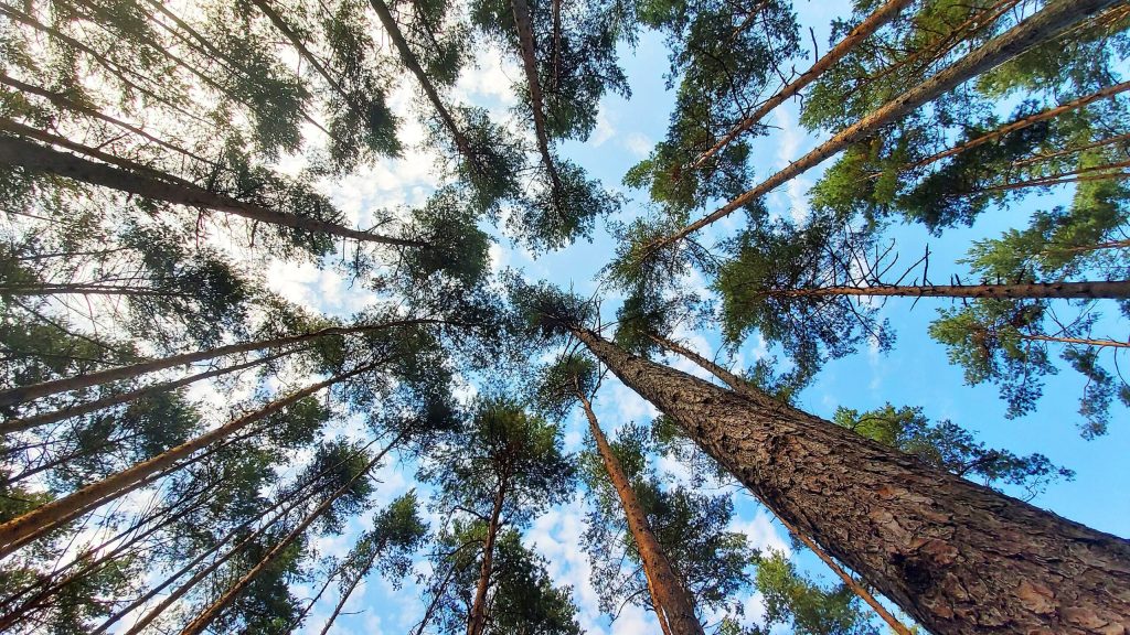 Tall pine trees